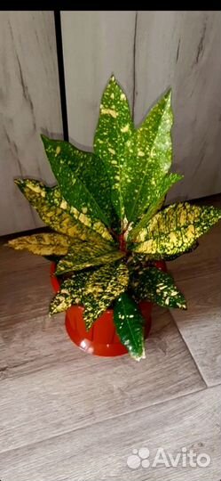 Кодиеум, Кротон 