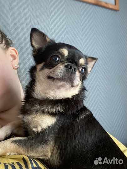 Вязка Кобели к/ш. РКФ. PLL 0/0