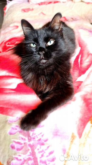 Ангорская кошка