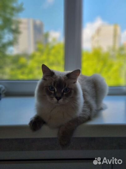 Кот на вязку