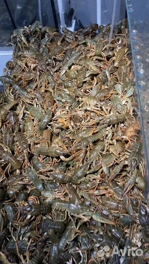 Рак Астраханский