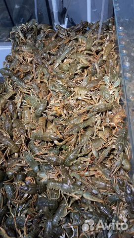 Рак Астраханский