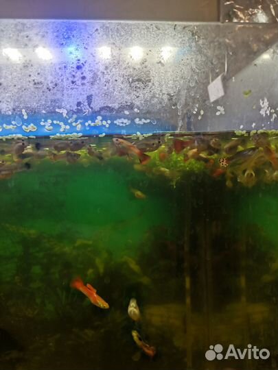 Аквариумные рыбки гуппи, анцыструсы, меченосцы