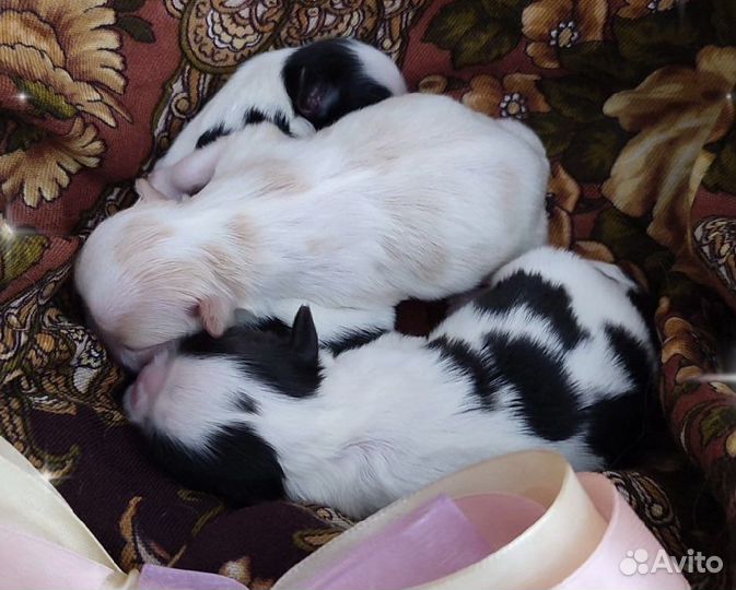 Инструктор по вязке собак