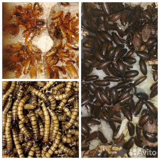 Кормовые насекомые