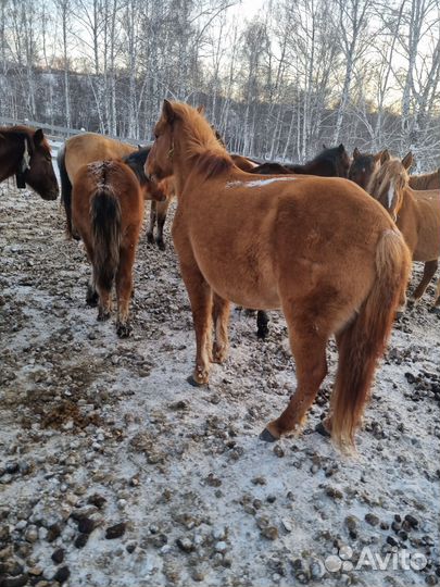 Продам кобылы башкирской породы