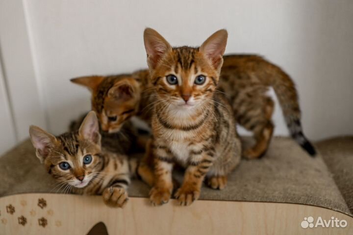 Бенгальские котята