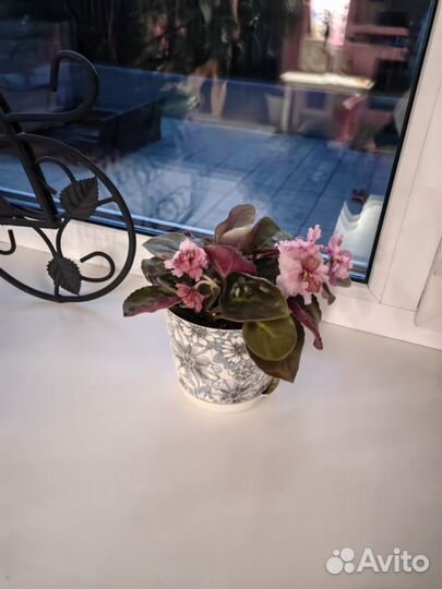 Комнатные цветы