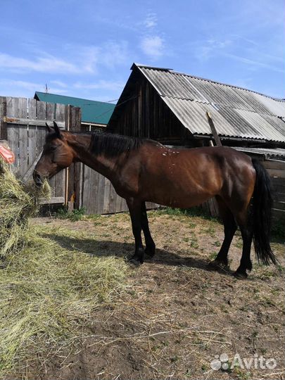 Упряжная рабочая лошадь обмен