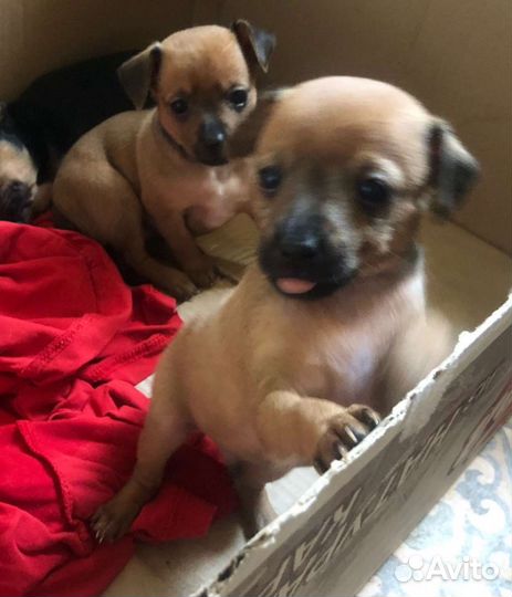Собаки щенки маленькой породы