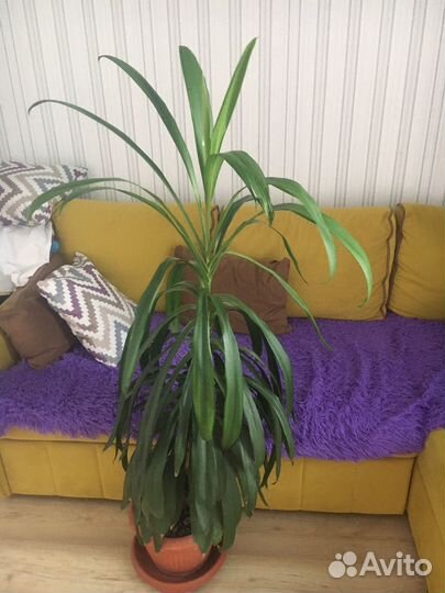 Юкка пальма