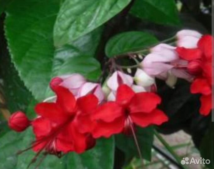 Клеродендрум специозум