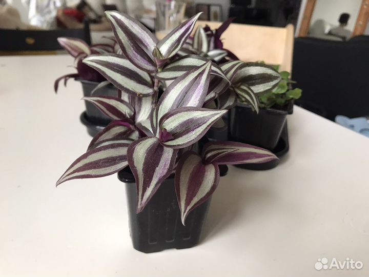 Традесканция