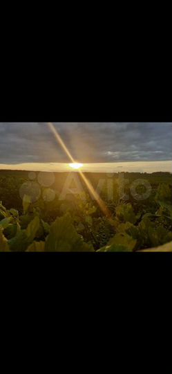 Участок 25,5 га (СНТ, ДНП)