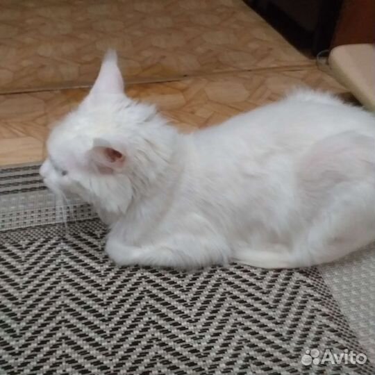 Кошки майкун