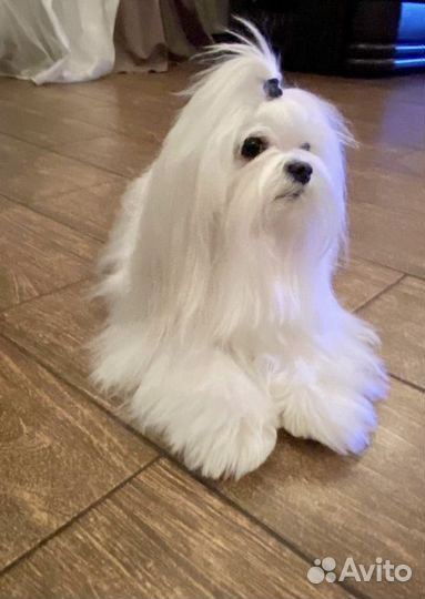 Мальтезе вязка