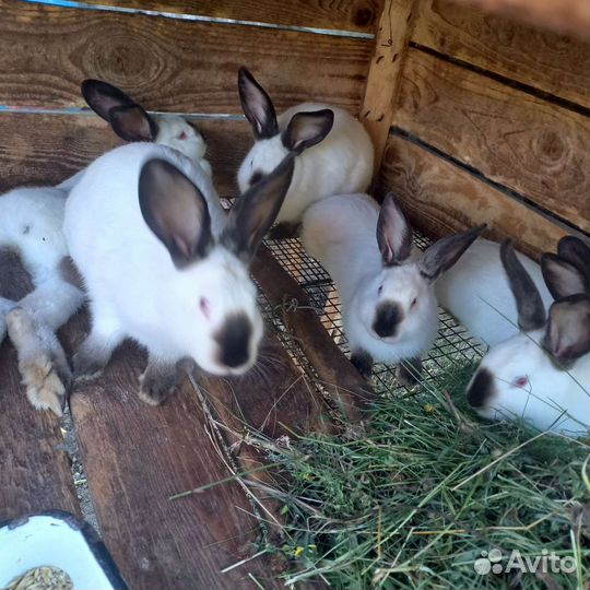 Разных пород