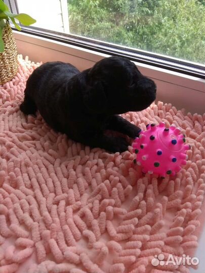 Щенки карликового пуделя