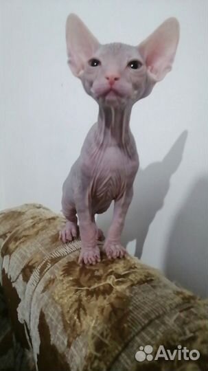 Донской сфинкс котята