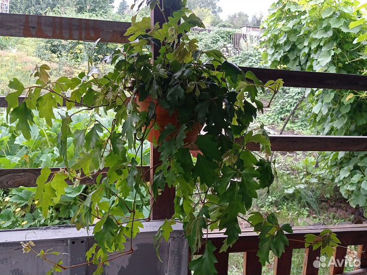 Циссус (Березка комнатная)