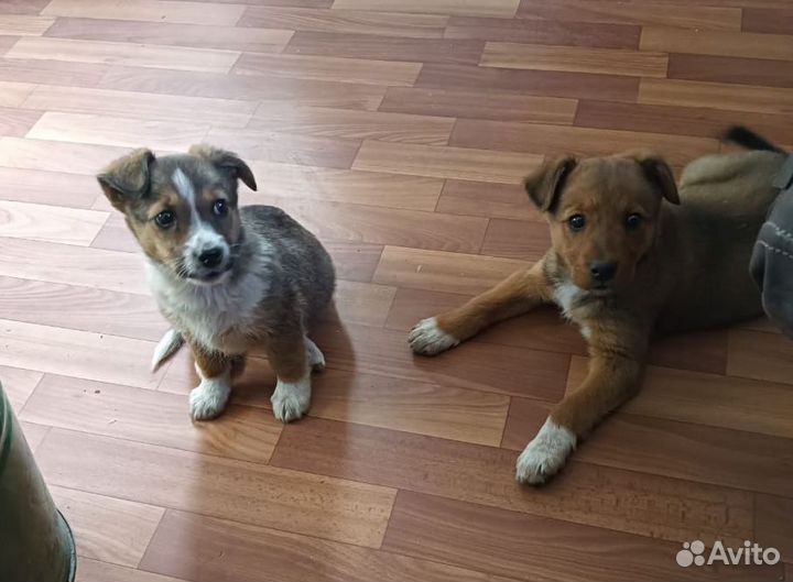 Щенки от маленькой собаки 3 мес., бесплатно