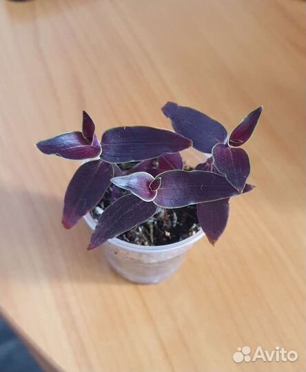 Сортовые Традесканции, Каллизии