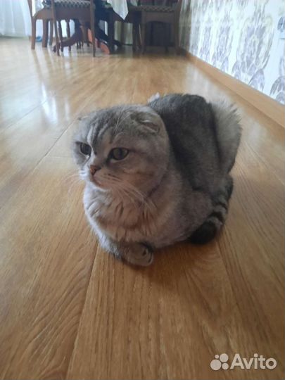 Шотландская вислоухая кошка