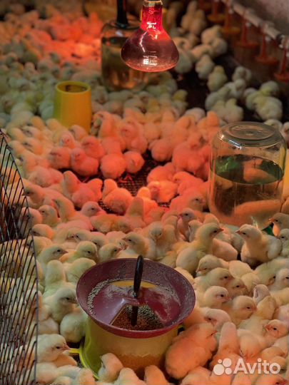 Бройлер подрощенный