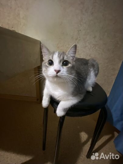 Кошки в добрые руки