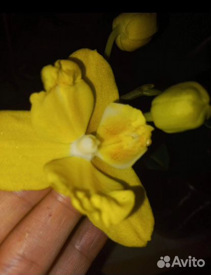 Орхидея фаленопсис биг лип бантик