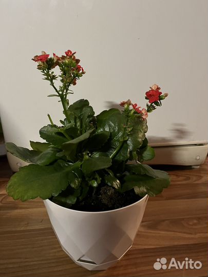 Комнатные цветы