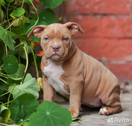 Американский булли девочки