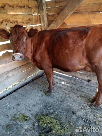 Продам корову и телку
