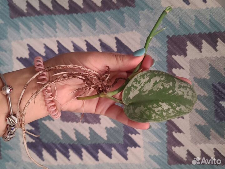 Сциндапсус пиктус экзотика (треби)