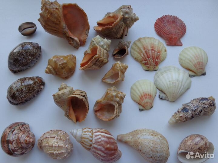 Ракушки морские разные