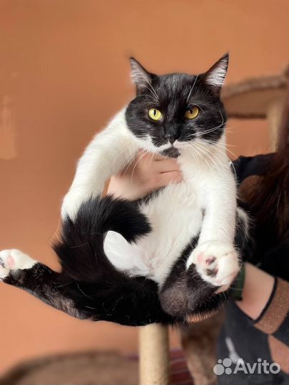Отдается Кот Маркиз