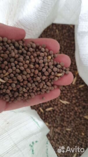 Семена многолетних трав