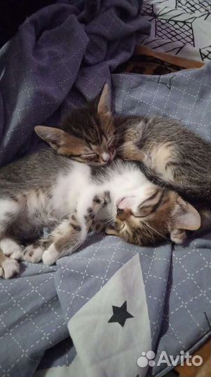 Кошка в дар бесплатно