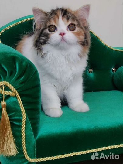 Яркая красавица Галатея