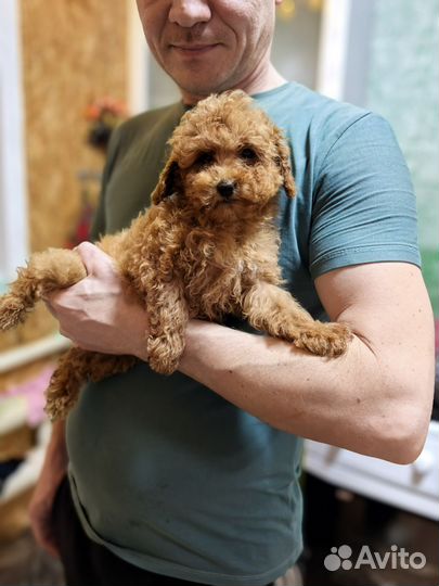 Крошка Той пудель, Девочка мини