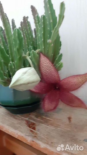 Стапелия, бальзамин махровый малиновый,розовый,тол