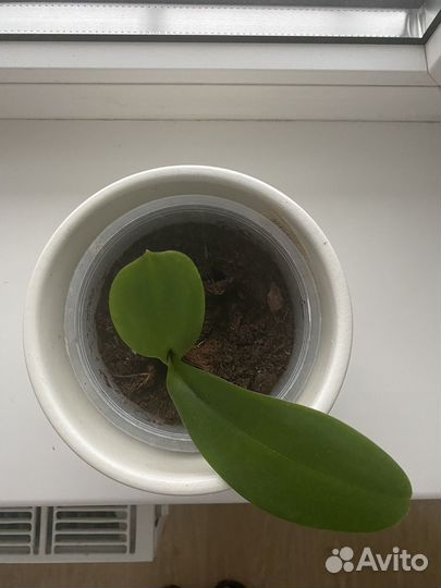 Орхидея фаленопсис детка