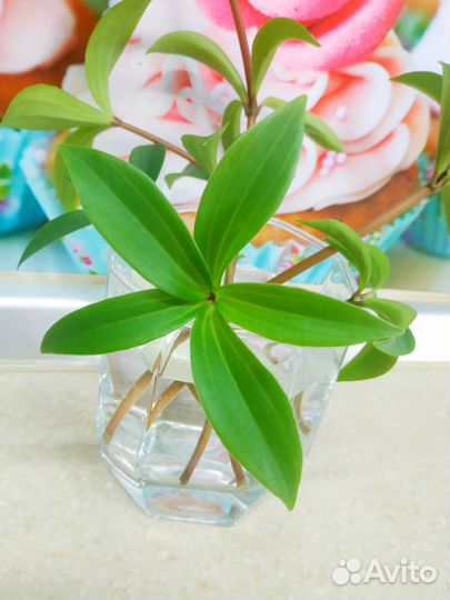 Пеперомия, Бегонии 3 вида и Шлюмбергера