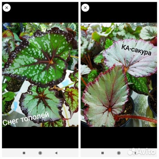 Бегония декоративно лиственная на срез