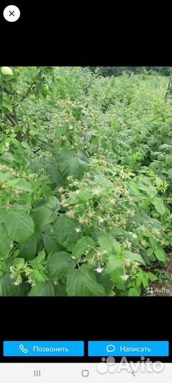 Саженцы малины ремонтантной полька