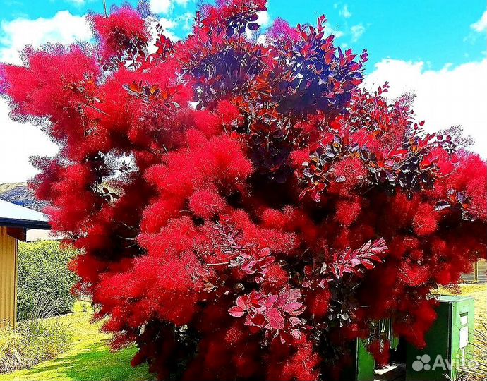 Скумпия Роял Перпл