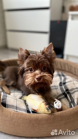 Йоркширский терьер вязка мальчик стандарт