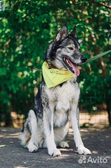 Собака Гром в добрые руки