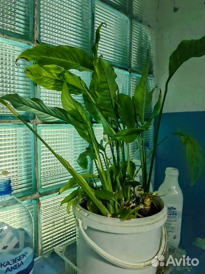 Спатифиллум