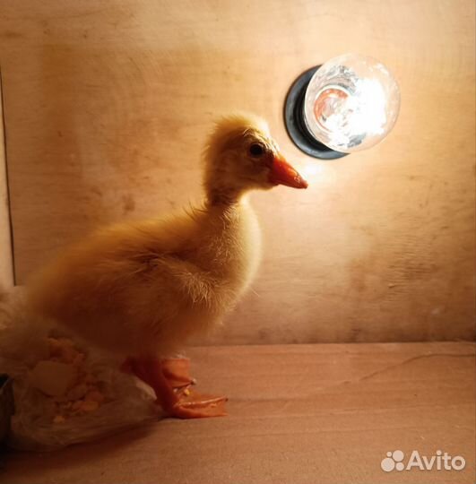 Куры цыплята